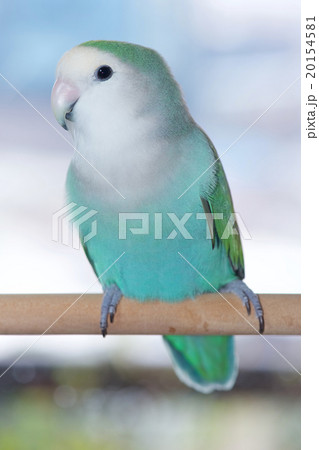 コザクラインコ 20154581