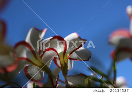 オキザリス　パーシーカラー 20154587