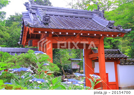 西林寺（兵庫県　西脇市）に咲く紫陽花 20154700