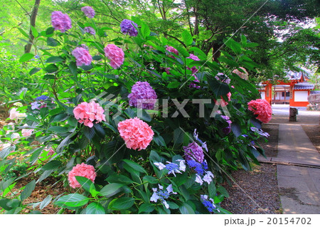 西林寺（兵庫県　西脇市）に咲く紫陽花 20154702