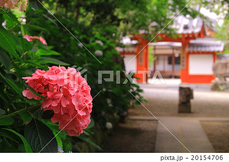 西林寺（兵庫県　西脇市）あじさい園に咲く紫陽花 20154706
