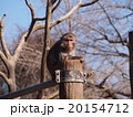 アカゲザル（井の頭動物園） 20154712