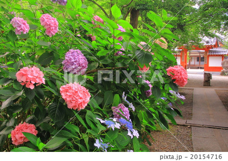 西林寺（兵庫県　西脇市）に咲く紫陽花 20154716