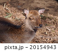 ヤクシカ（井の頭動物園） 20154943