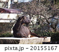 ヤギ（井の頭動物園） 20155167