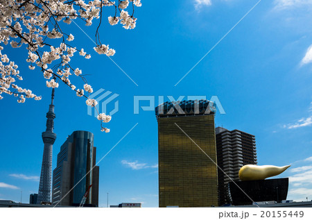 浅草の桜 20155449