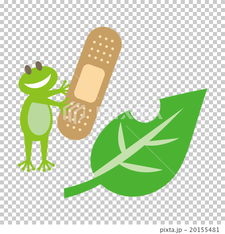 frog, frogs, leaf 20155481