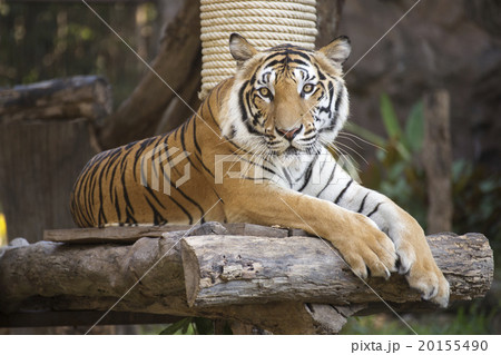 Bengal Tiger on wood resting 20155490