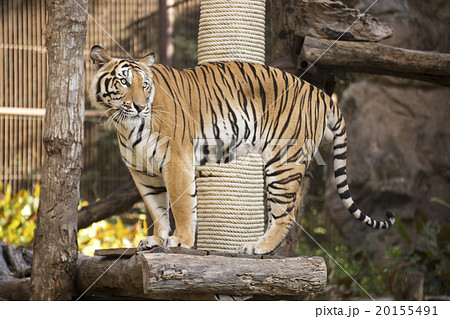 Bengal Tiger standing 20155491