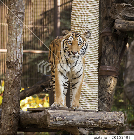Bengal Tiger standing on wood 20155492