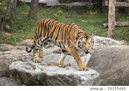 Bengal Tiger walking 20155493