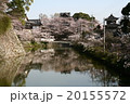 大和郡山城の桜 20155572
