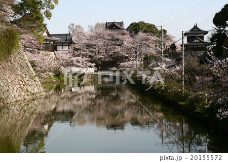 大和郡山城の桜 大和郡山城の桜 20155572