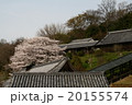 二月堂の桜 20155574