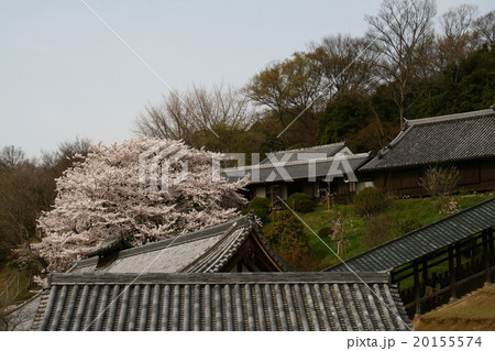 二月堂の桜 20155574