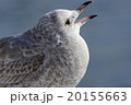 カモメ幼鳥 20155663