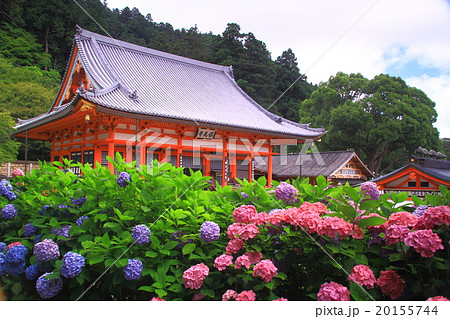 勝尾寺 大阪 箕面 に咲く紫陽花の写真素材