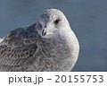 カモメの幼鳥 20155753