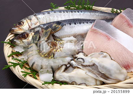 魚　魚介類　集合 20155899