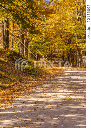 country road in fall, Vermont. 20156095