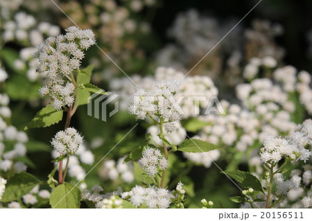 マルバフジバカマの写真素材
