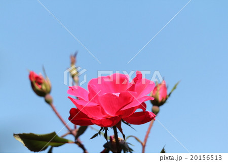 バラ　ノックアウト 20156513