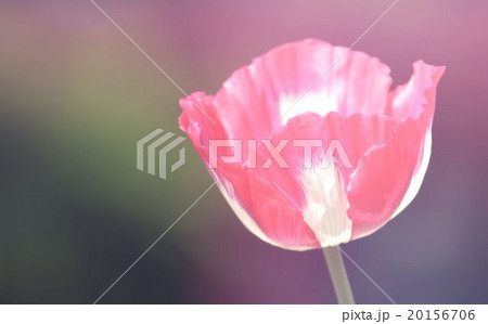 poppy flower 20156706