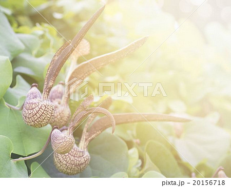 Aristolochia ringens Vahl with flare light Aristolochia ringens Vahl with flare light 20156718