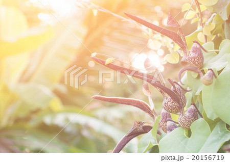 Aristolochia ringens Vahl with flare light Aristolochia ringens Vahl with flare light 20156719