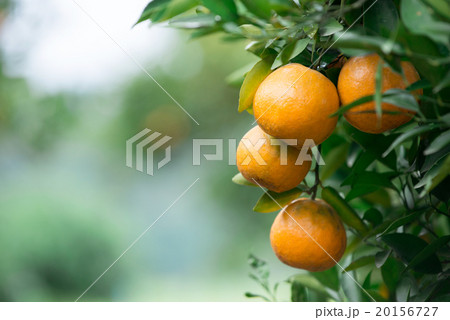 fresh orange fresh orange 20156727