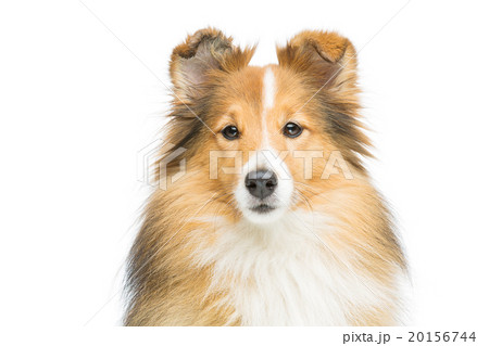 Brown sheltie dog 20156744