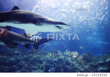 Shark underwater 20158350