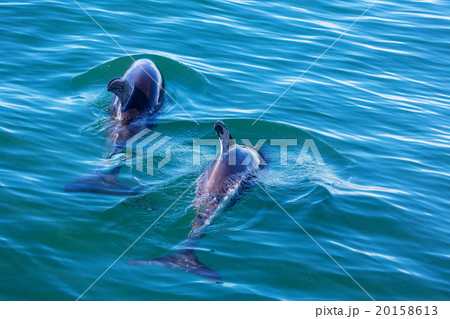 Dolphin 20158613