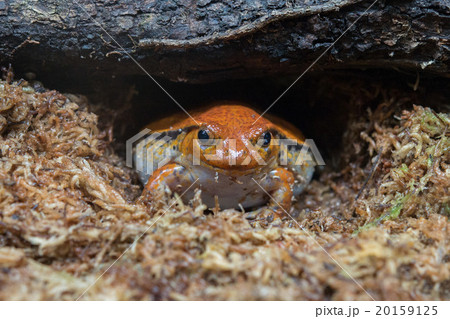 madagascar orange and red endemic frog portrait madagascar orange and red endemic frog portrait 20159125
