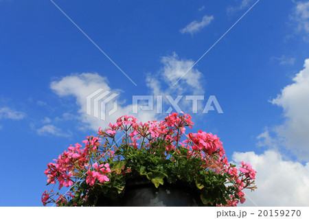 青空にピンクのゼラニウム 20159270