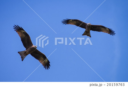 Two black kite fly, eagle Two black kite fly, eagle 20159763