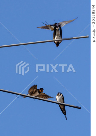 Four barn swallow 20159844