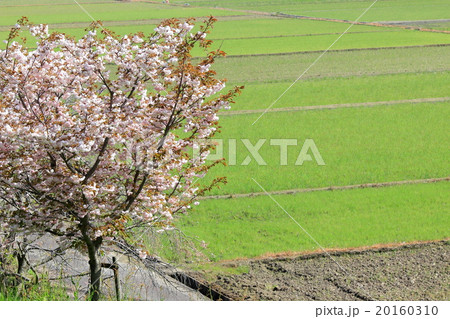 桜と田植え前の田んぼ 20160310