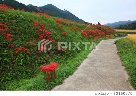 栃木県簑沢の彼岸花と棚田 20160570