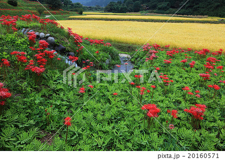 栃木県簑沢の彼岸花と棚田 20160571