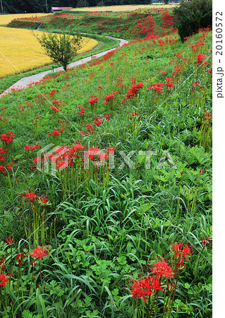 栃木県簑沢の彼岸花と棚田 20160572