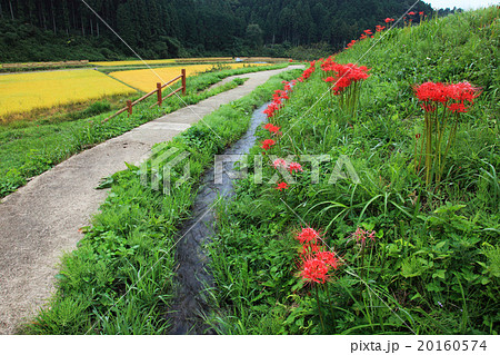栃木県簑沢の彼岸花と棚田 20160574