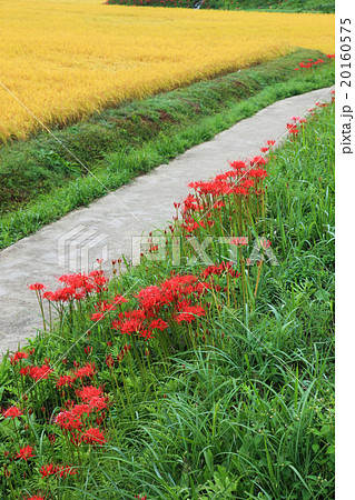 栃木県簑沢の彼岸花と棚田 20160575