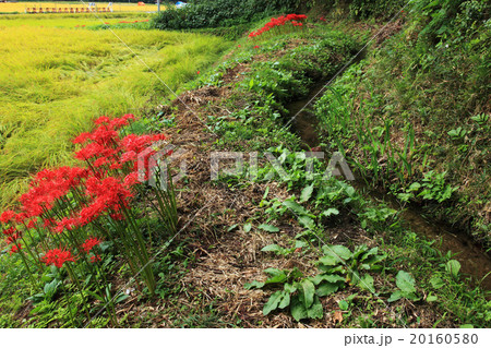栃木県簑沢の彼岸花と棚田 20160580