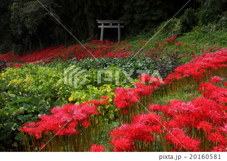 鳥居と彼岸花 20160581