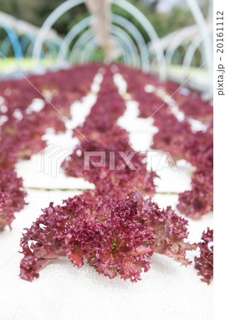 Organic hydroponic vegetable dome garden 20161112