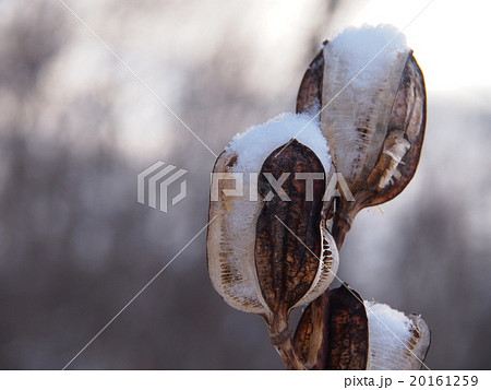 綿帽子のオオウバユリ蒴果2 20161259