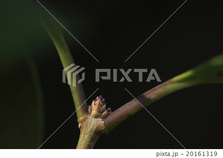 自然 植物 トウネズミモチ 冬芽です 名前は 中国産で鼠の糞のような実の成るモチノキに似た木 の写真素材