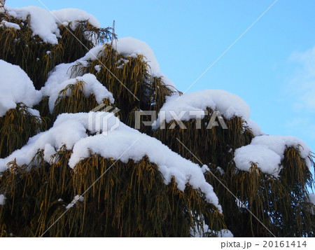 綿帽子の黄金比翼檜葉　 20161414