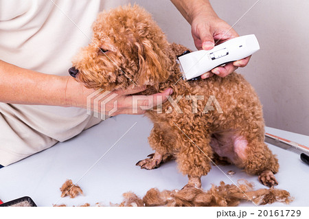 Groomer grooming poodle dog with trim clipper 20161729